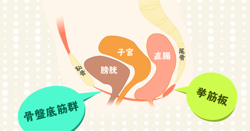 呼吸を利用した 骨盤底筋群 調整法 理学療法士 作業療法士 言語聴覚士の求人 セミナー情報なら Post