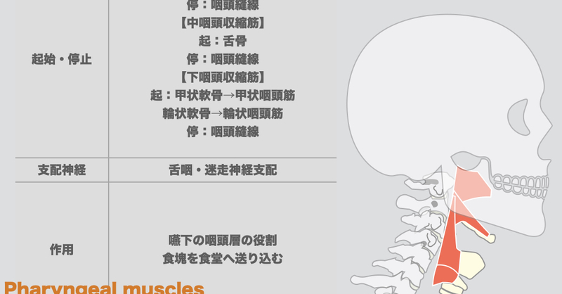 イラスト 咽頭収縮筋の解剖学ー摂食 嚥下解剖シリーズー 理学療法士 作業療法士 言語聴覚士の求人 セミナー情報なら Post