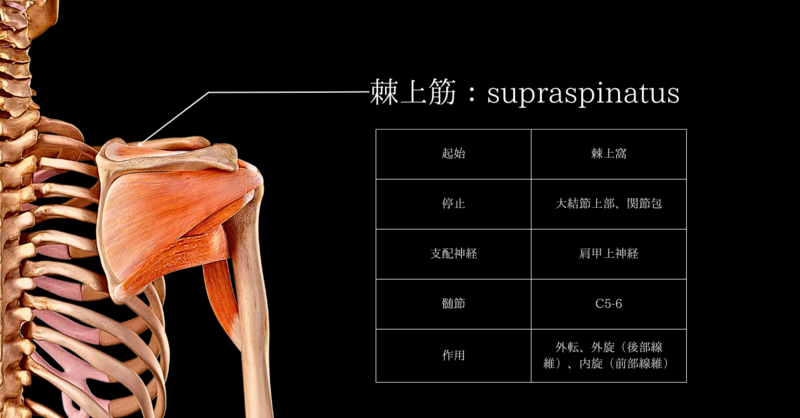 棘上筋の重要性と強化方法 理学療法士・作業療法士・言語聴覚士の求人、セミナー情報なら【POST】