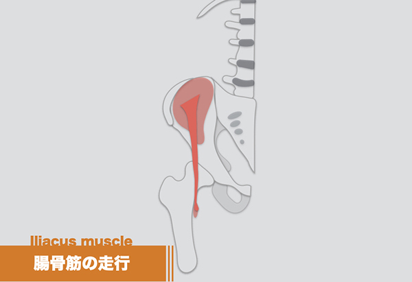 腸骨筋・腸腰筋の起始停止・神経・作用・評価まとめ｜トーマステストで