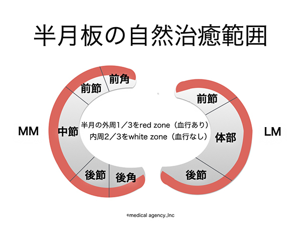 半月板（外側半月板、内側半月）の機能と構造 | 理学療法士・作業療法