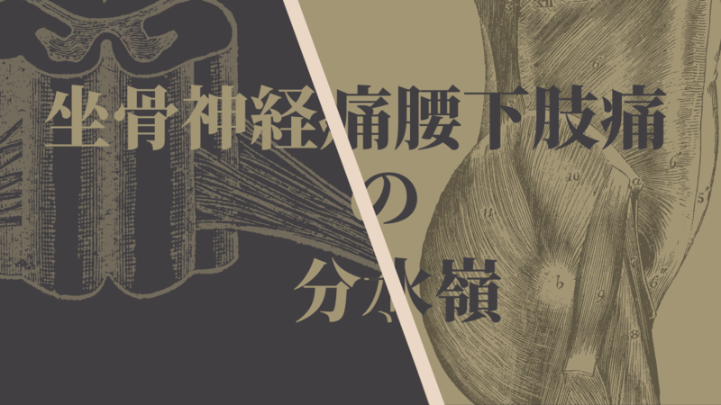 坐骨神経痛と腰下肢痛の分水嶺～理学療法評価からの考察～ | POST